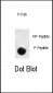 Phospho-SMAD3(S208) Antibody